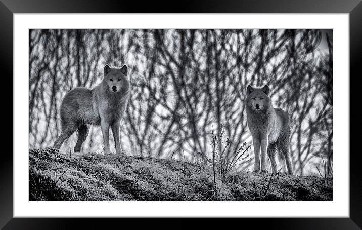  Arctic Wolves in Blue Framed Mounted Print by Andy McGarry
