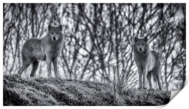  Arctic Wolves in Blue Print by Andy McGarry