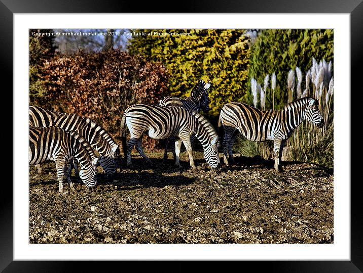  Zebras Framed Mounted Print by michael mcfarlane
