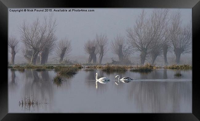 Swans and Willows Framed Print by Nick Pound