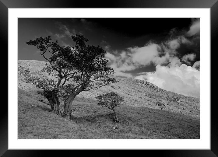 Lonely tree Framed Mounted Print by Gabor Pozsgai