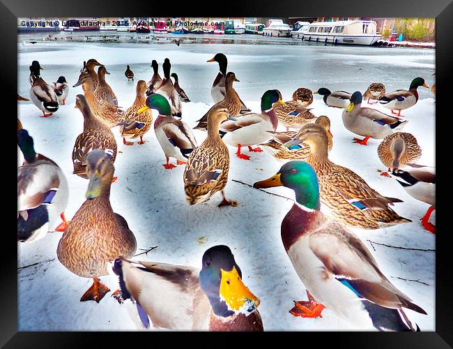  Frozen Garstang Canal. Framed Print by Lilian Marshall