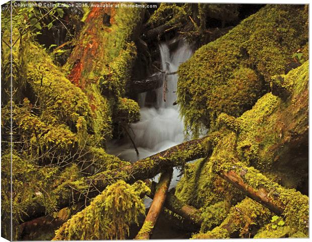 Mossy logs  Canvas Print by Hans Franchesco