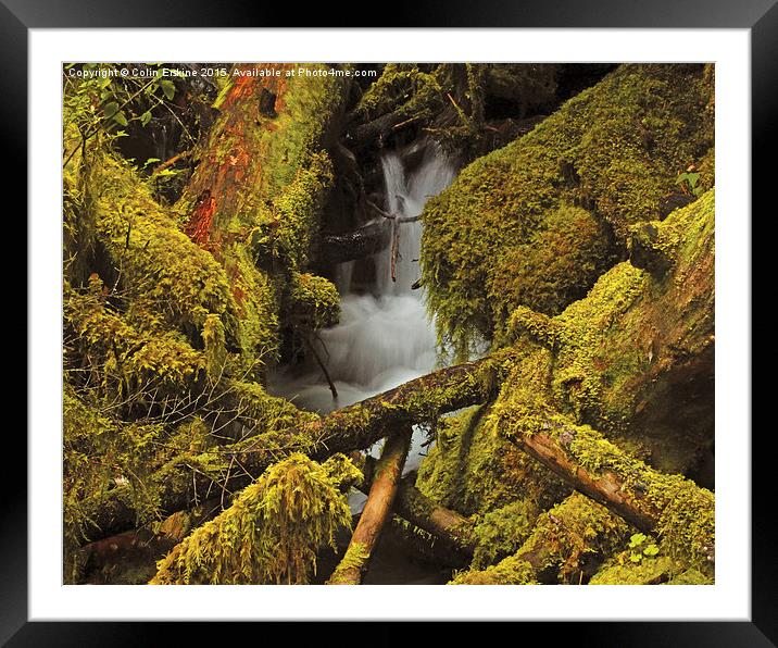Mossy logs  Framed Mounted Print by Hans Franchesco