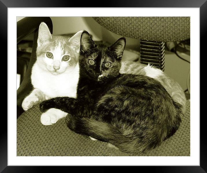  Duo Tone Kittens Framed Mounted Print by james balzano, jr.