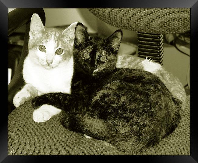  Duo Tone Kittens Framed Print by james balzano, jr.