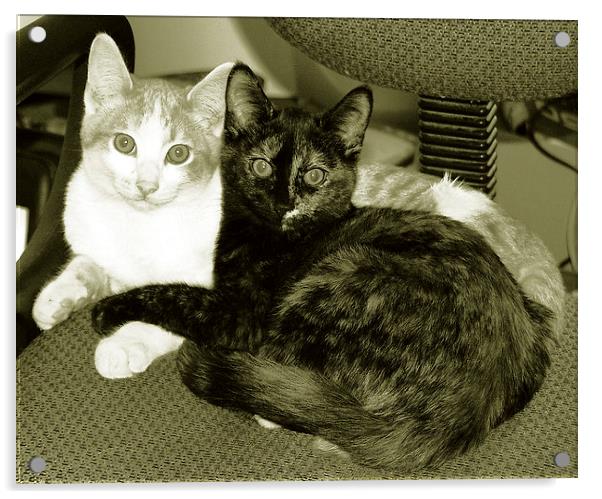  Duo Tone Kittens Acrylic by james balzano, jr.