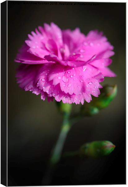  A pink Dianthus flower with raindrops Canvas Print by Andrew Kearton