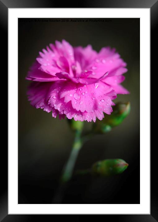  A pink Dianthus flower with raindrops Framed Mounted Print by Andrew Kearton