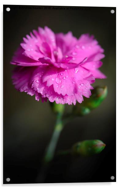  A pink Dianthus flower with raindrops Acrylic by Andrew Kearton