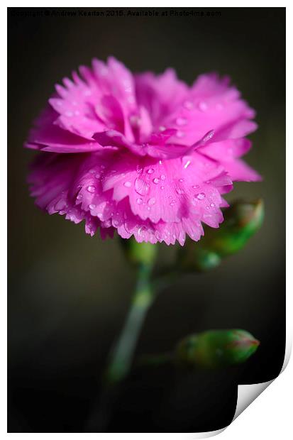  A pink Dianthus flower with raindrops Print by Andrew Kearton