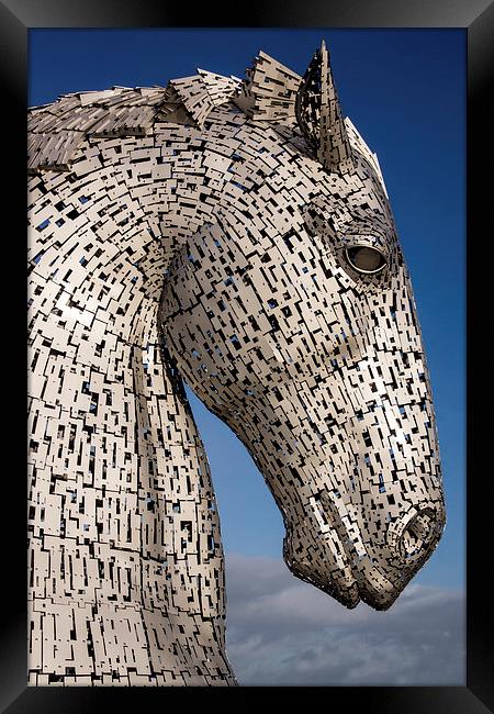 Horse head Framed Print by Sam Smith