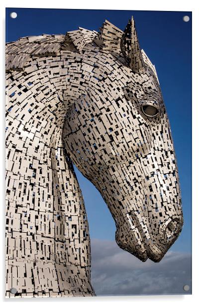 Horse head Acrylic by Sam Smith