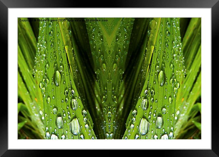 Floral Reflections in water Framed Mounted Print by Robert Gipson