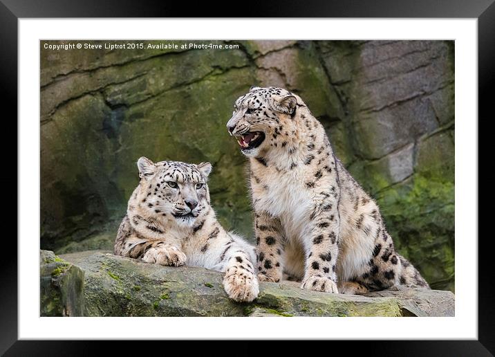  Snow leopards (Panthera uncia) Framed Mounted Print by Steve Liptrot