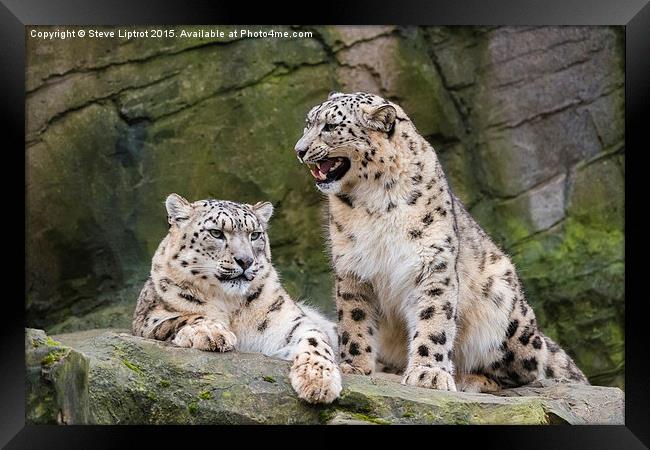  Snow leopards (Panthera uncia) Framed Print by Steve Liptrot