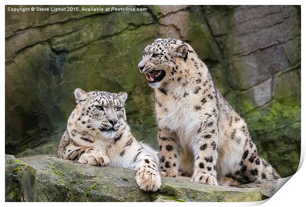  Snow leopards (Panthera uncia) Print by Steve Liptrot