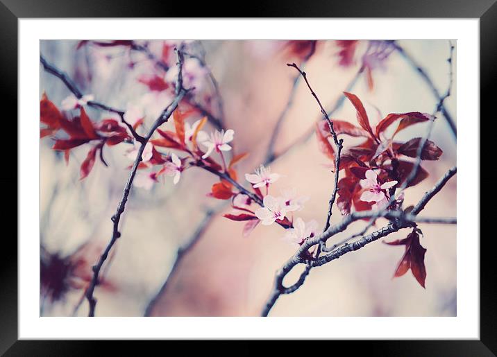  Icy Cherry Bloom. Pink Spring in Amsterdam  Framed Mounted Print by Jenny Rainbow