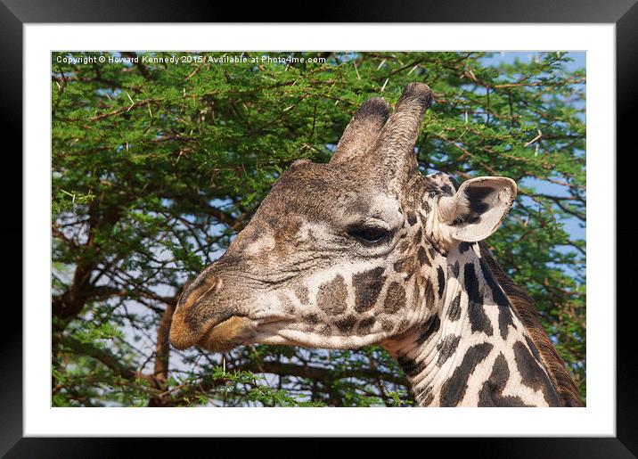 Giraffe Headshot Framed Mounted Print by Howard Kennedy