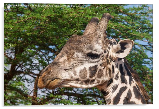 Giraffe Headshot Acrylic by Howard Kennedy