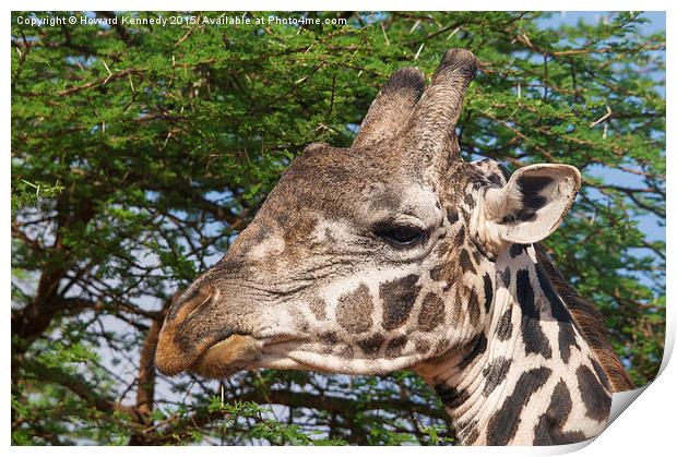 Giraffe Headshot Print by Howard Kennedy