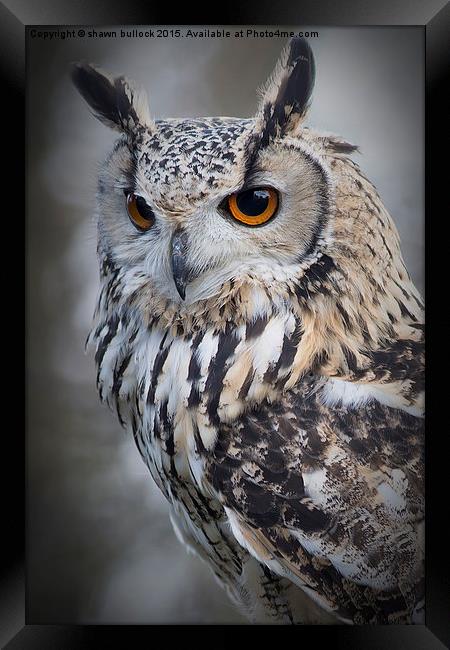  Eagle owl Framed Print by shawn bullock