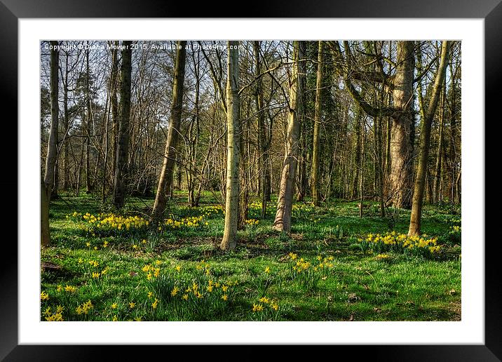  Wild Daffodils Framed Mounted Print by Diana Mower