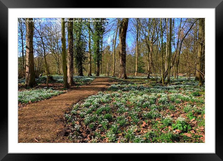  Snowdrop Woodland Framed Mounted Print by Diana Mower