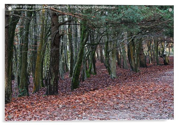 Woodland walk Acrylic by Elaine Pearson