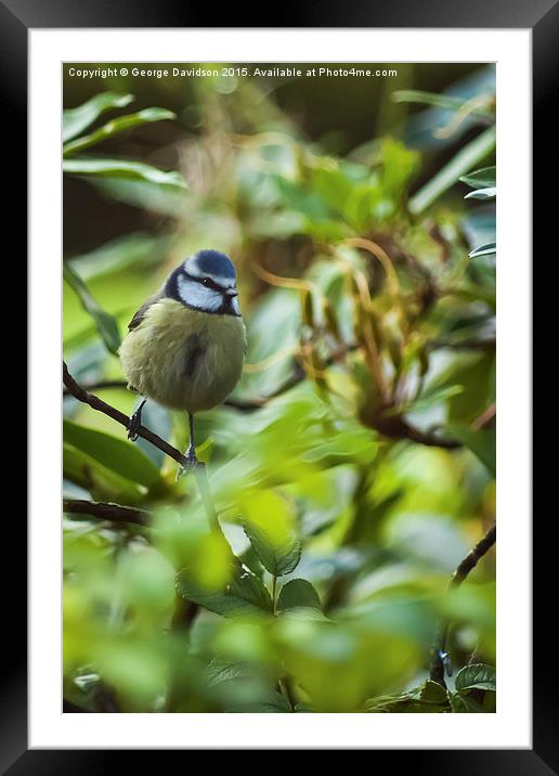  Blue Tit Framed Mounted Print by George Davidson