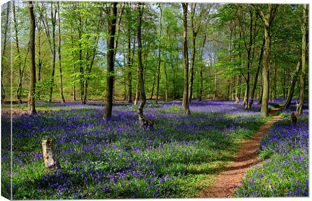  English Bluebell Wood Canvas Print by Diana Mower