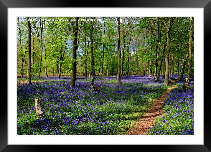  English Bluebell Wood Framed Mounted Print by Diana Mower