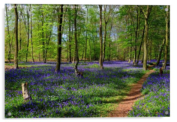  English Bluebell Wood Acrylic by Diana Mower