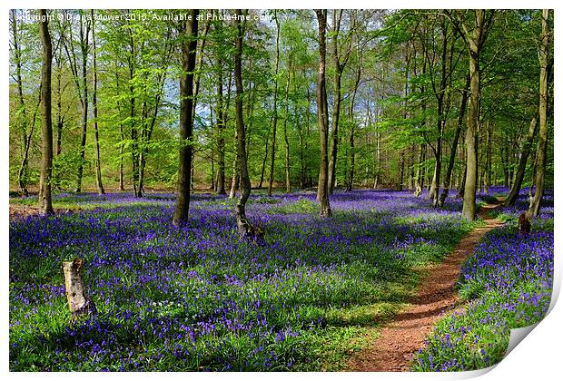  English Bluebell Wood Print by Diana Mower