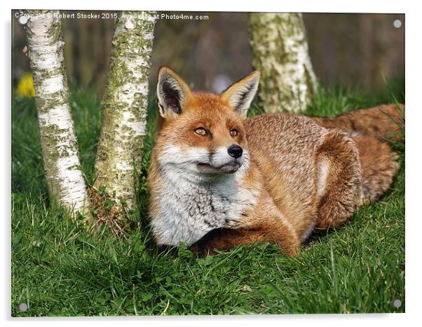  Red Fox Acrylic by Robert Stocker