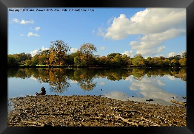  Hatfield Forest  lake Framed Print by Diana Mower