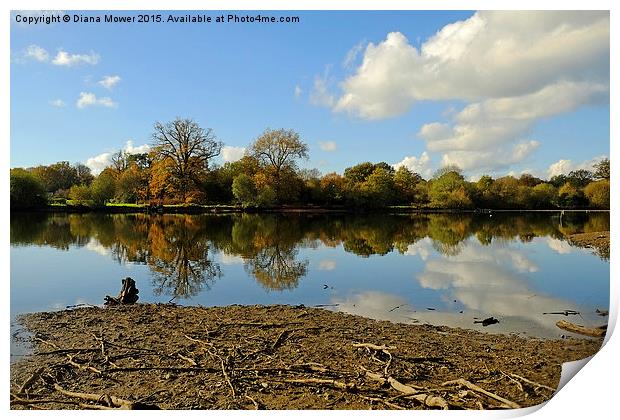  Hatfield Forest  lake Print by Diana Mower