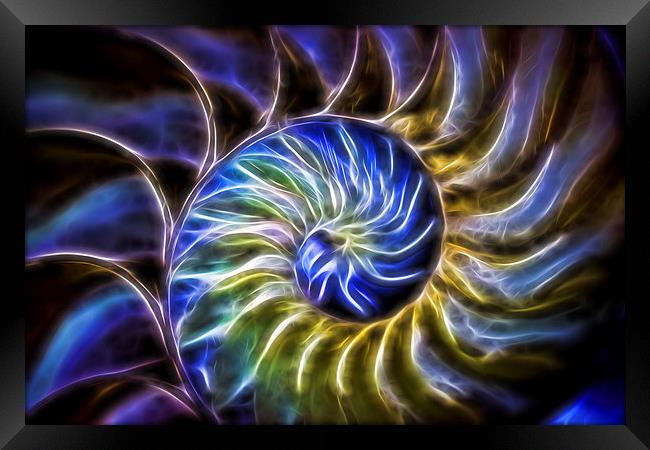  Nautilus Shell Abstract Framed Print by Tom and Dawn Gari