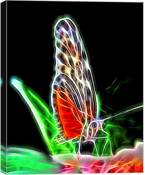 Electric Butterfly  Canvas Print by Tom and Dawn Gari