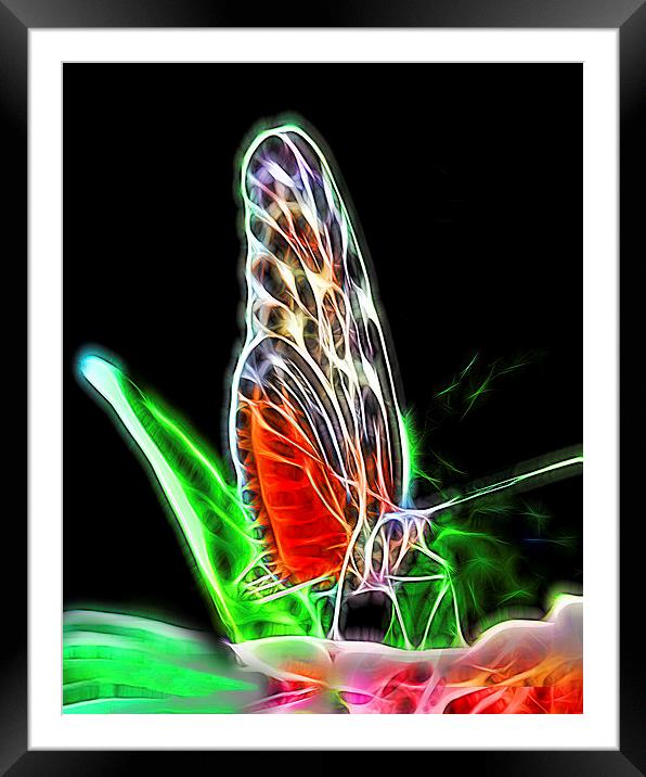 Electric Butterfly  Framed Mounted Print by Tom and Dawn Gari