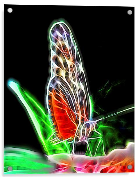Electric Butterfly  Acrylic by Tom and Dawn Gari