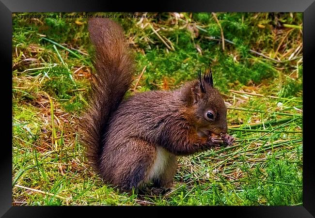 Red Squirrel, eating nuts. Framed Print by Sandi-Cockayne ADPS