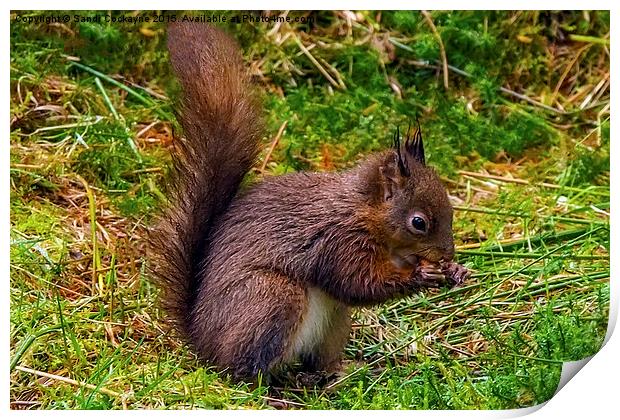 Red Squirrel, eating nuts. Print by Sandi-Cockayne ADPS