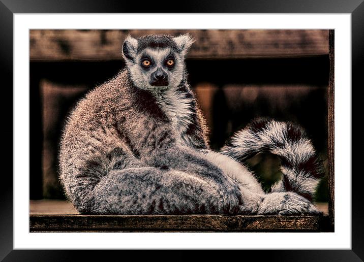  Lemur Framed Mounted Print by Rafal Adamczyk