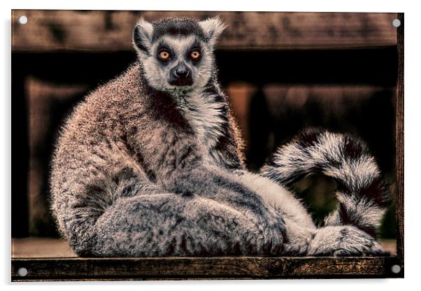  Lemur Acrylic by Rafal Adamczyk