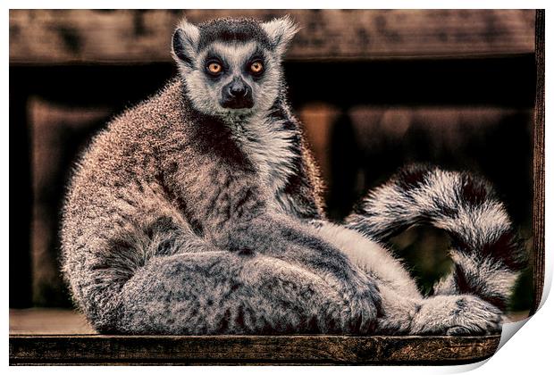 Lemur Print by Rafal Adamczyk