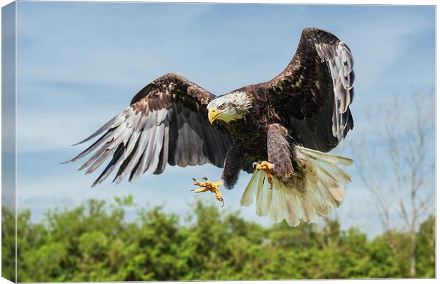  Bald Eagle coming down. Canvas Print by Ian Duffield