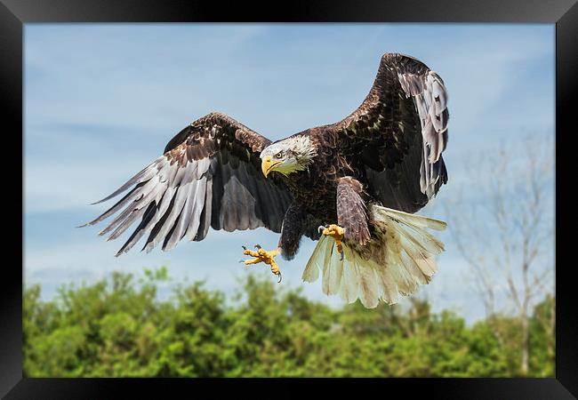  Bald Eagle coming down. Framed Print by Ian Duffield