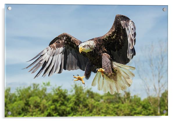  Bald Eagle coming down. Acrylic by Ian Duffield