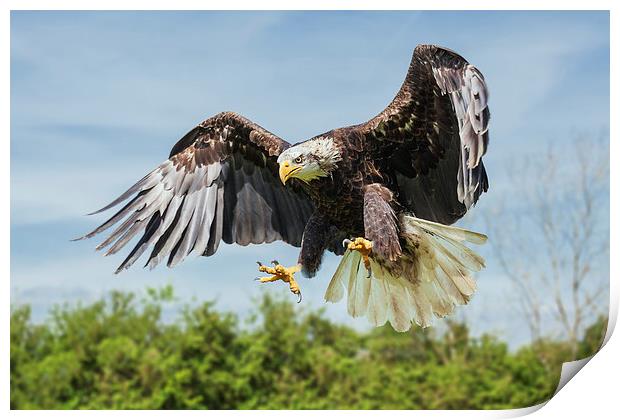  Bald Eagle coming down. Print by Ian Duffield